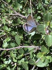 Icaricia icarioides austinorum