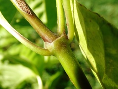 Palicourea domingensis