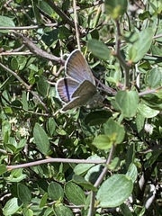 Icaricia icarioides austinorum