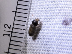 Heteroceridae