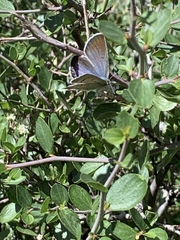 Icaricia icarioides austinorum
