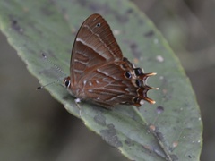 Saribia