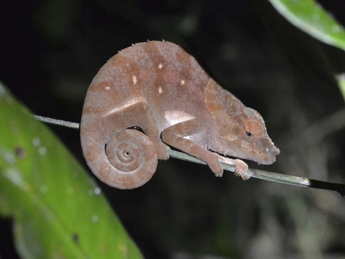 Malthe's Green-eared Chameleon