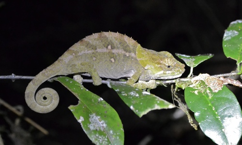 Malthe's Green-eared Chameleon
