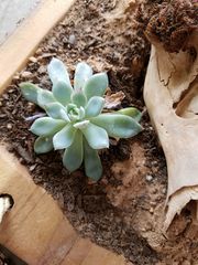 Echeveria pulidonis