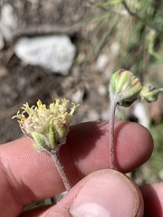 Hymenopappus filifolius eriopodus