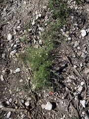 Hymenopappus filifolius eriopodus