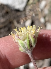 Hymenopappus filifolius eriopodus