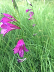 Gladiolus palustris