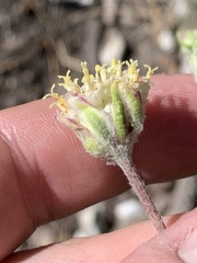 Hymenopappus filifolius eriopodus
