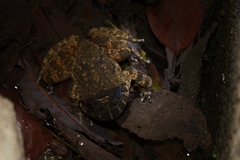 Quasipaa exilispinosa