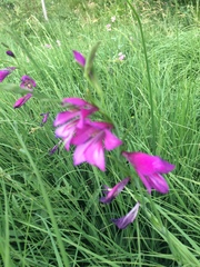 Gladiolus palustris