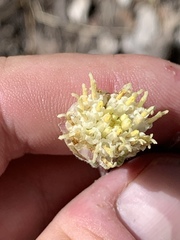 Hymenopappus filifolius eriopodus