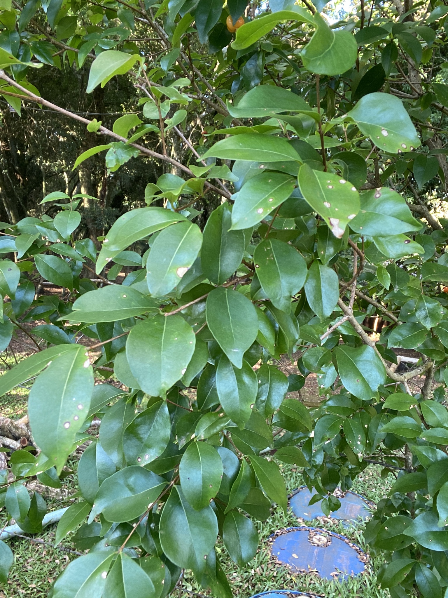 Eugenia uniflora