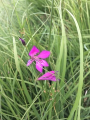 Gladiolus palustris
