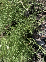 Hymenopappus filifolius eriopodus