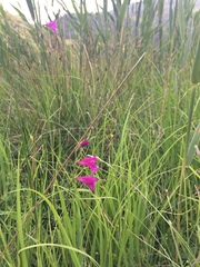 Gladiolus palustris