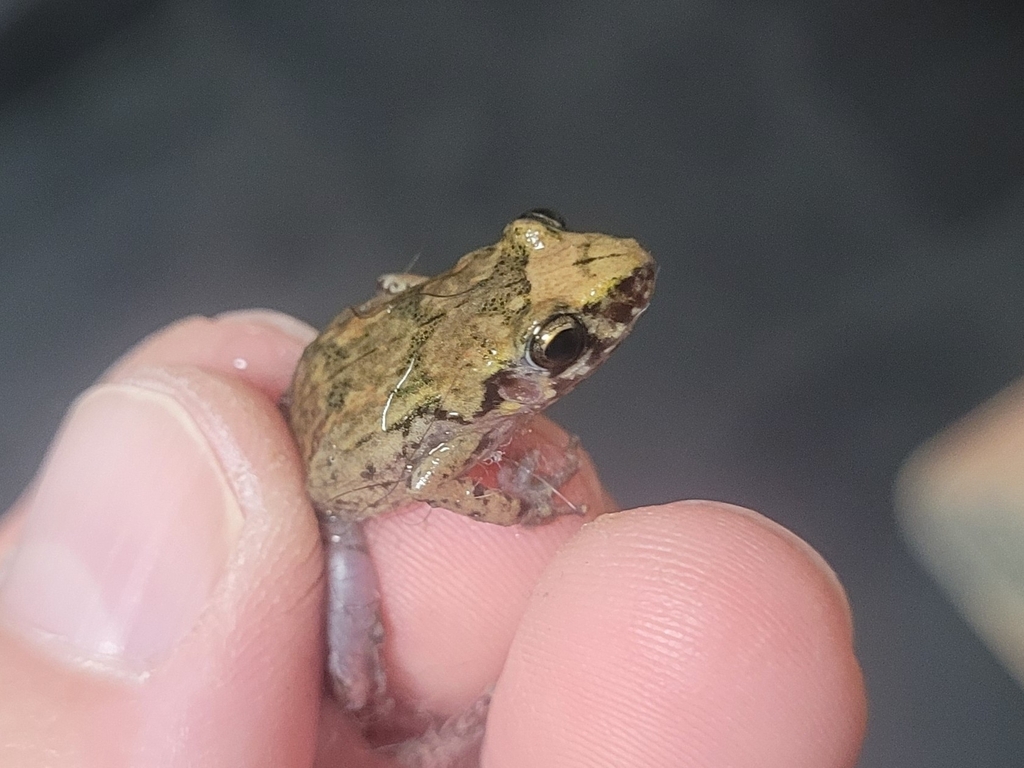온실개구리 from Lafayette, LA 70503, USA on 2024년 11월 09일 (토) at 12:33 오후 by Robert Dobbs · iNaturalist 온실개구리... 