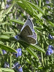 Icaricia icarioides austinorum