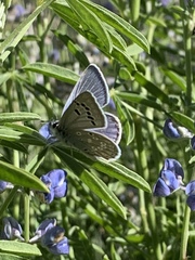 Icaricia icarioides austinorum