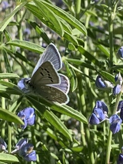 Icaricia icarioides austinorum