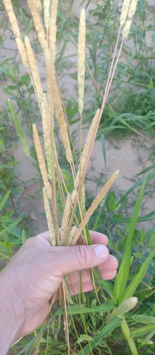 Image of Phalaris angusta by no rights reserved