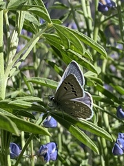 Icaricia icarioides austinorum