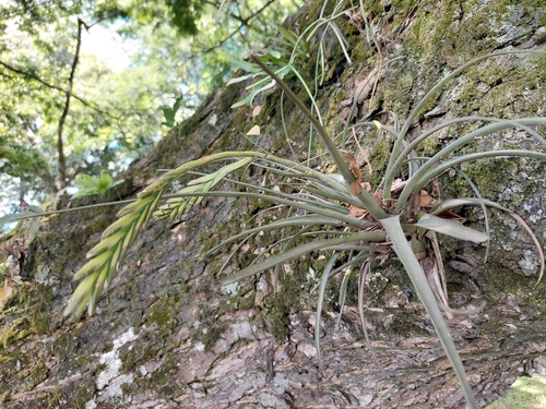 Image of Tillandsia variabilis by (c) Daniel Mesa, some rights reserved (CC BY)