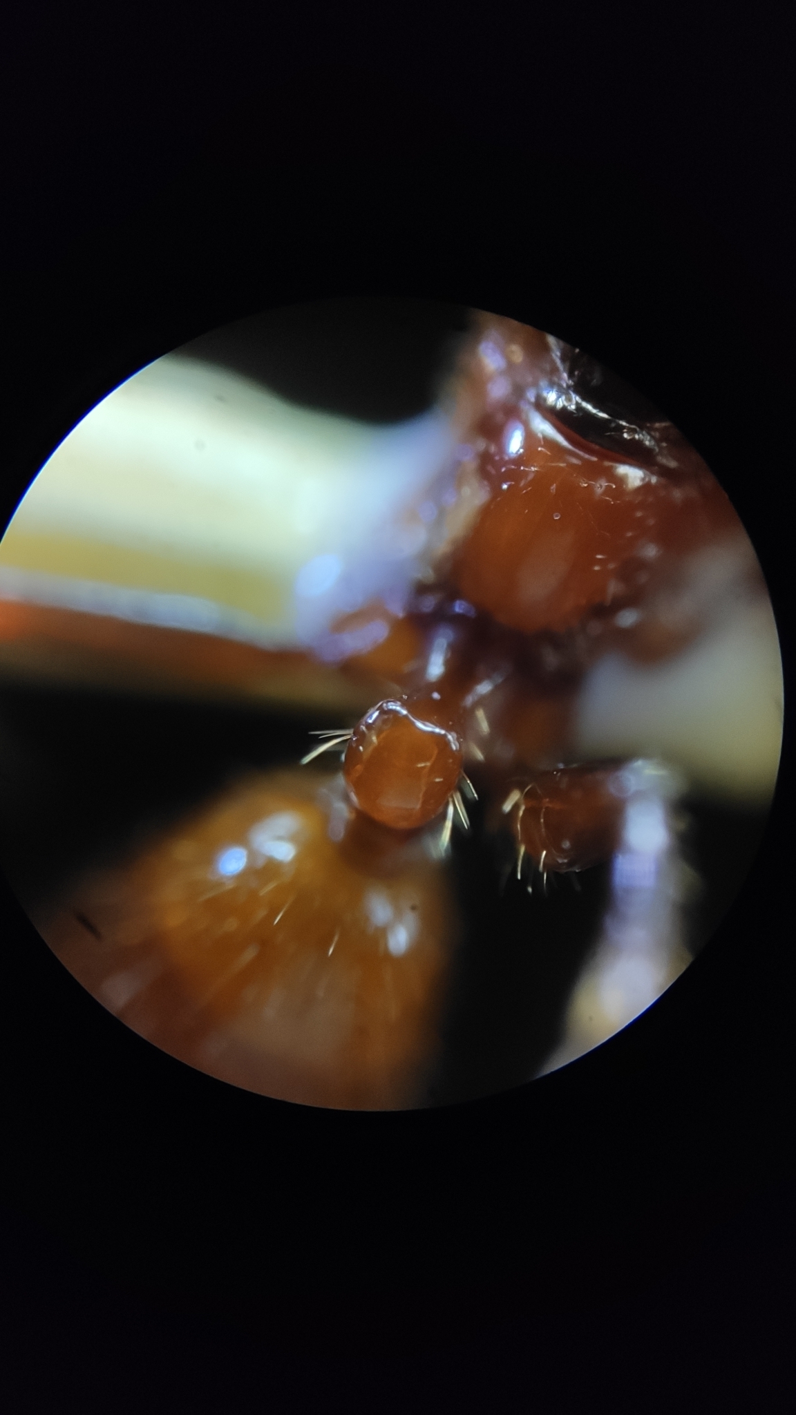 Centromyrmex brachycola