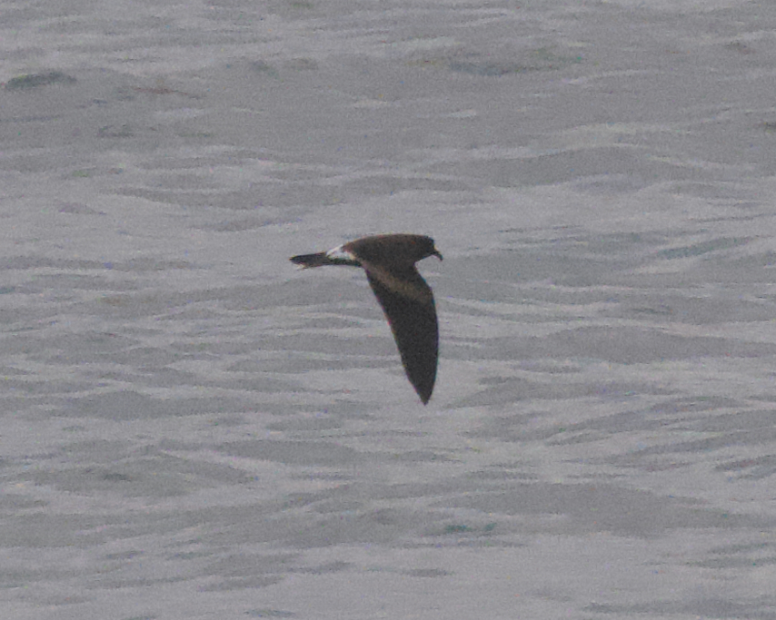 Leach's Storm Petrel