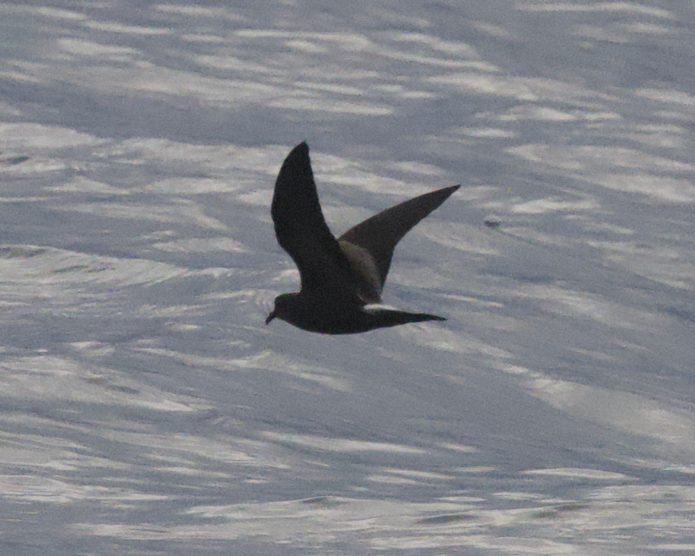 Leach's Storm Petrel