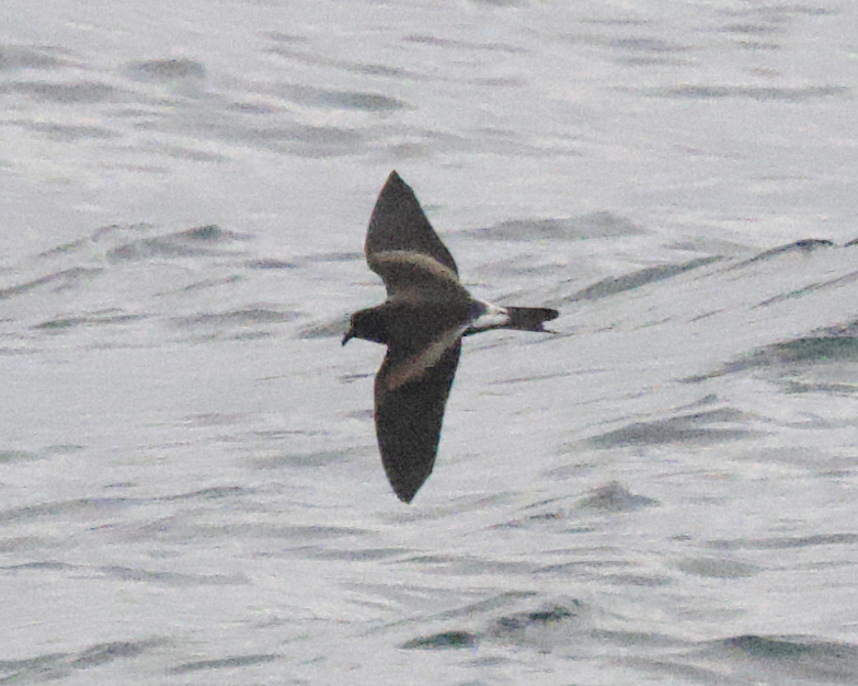 Leach's Storm Petrel