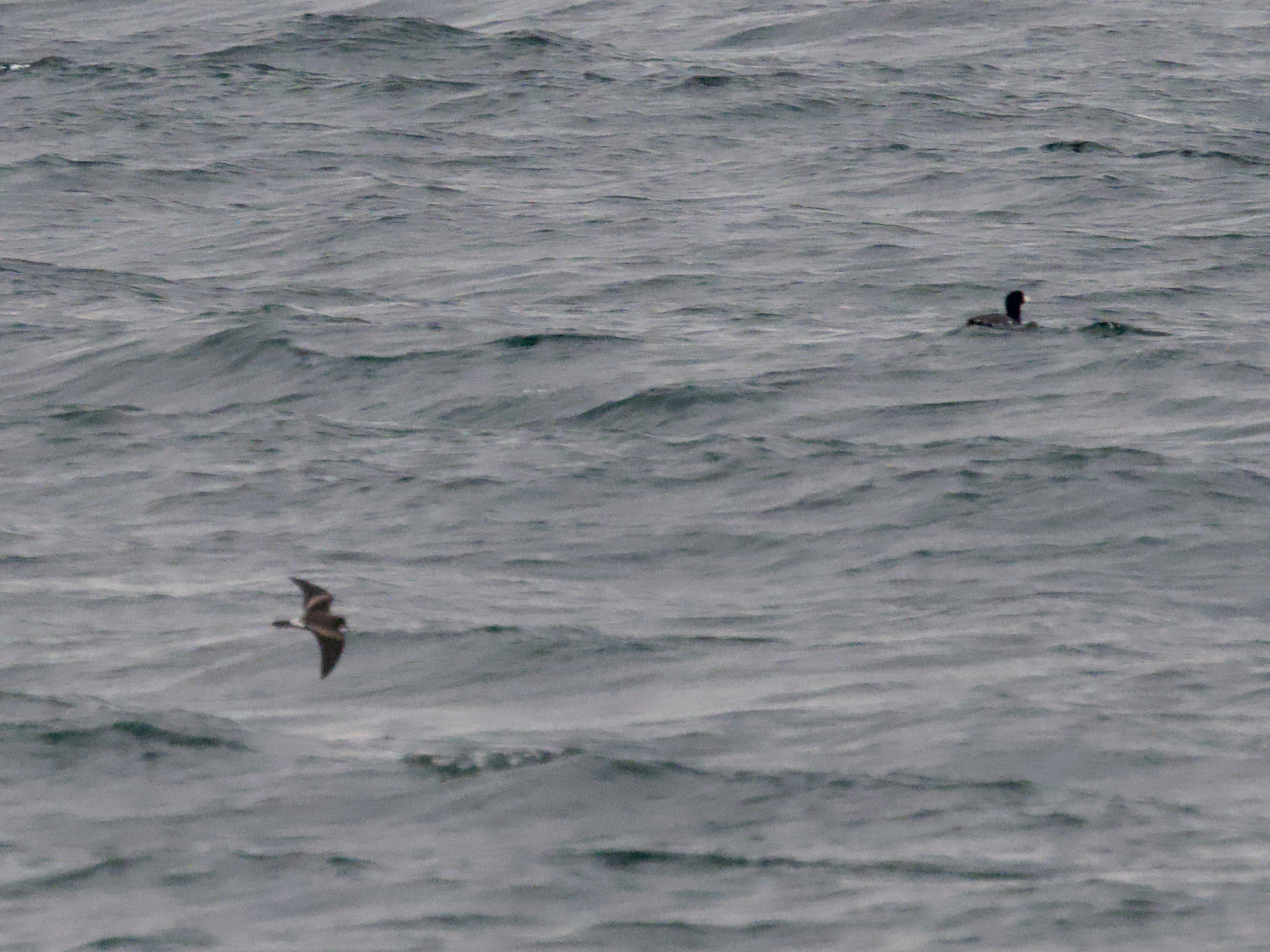 Leach's Storm Petrel