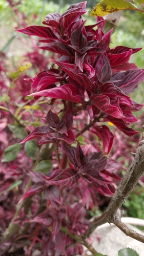 blood leaf (Iresine lindenii)