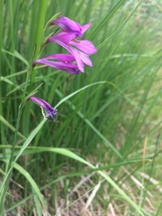 Gladiolus palustris