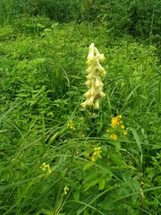 Aconitum lasiostomum