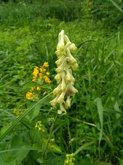 Aconitum lasiostomum