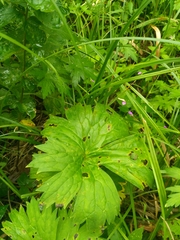 Aconitum lasiostomum