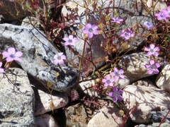 Gilia cana