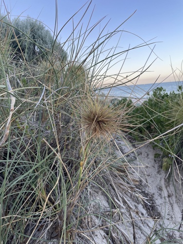 Image of Spinifex longifolius by (c) Hilary Rose Dawson, some rights reserved (CC BY)