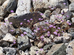 Gilia cana