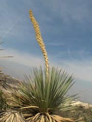 Dasylirion cedrosanum