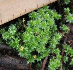 Rosulabryum subtomentosum
