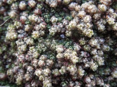Paronychia andina