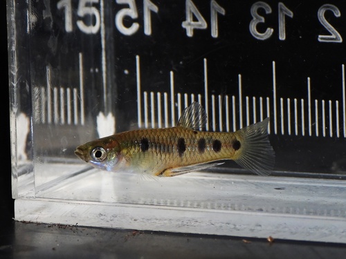 Porthole livebearer (Poeciliopsis gracilis) — Poeciliidae — 4
