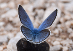 Cyaniris semiargus bellis
