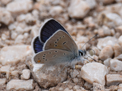 Cyaniris semiargus bellis