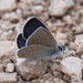 Cyaniris semiargus bellis - Photo (c) A Emmerson, some rights reserved (CC BY-NC), uploaded by A Emmerson