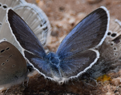 Glaucopsyche astraea