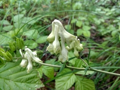 Aconitum lasiostomum
